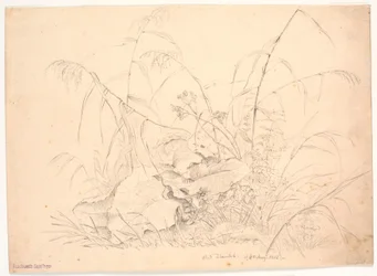 Étude de plantes. Joncs et oseilles