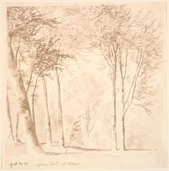 Paysage forestier