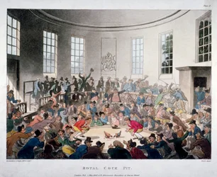 « Arène royale de combats de coqs », 1808