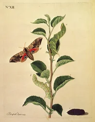 Papillons, chenilles et plantes : Planche XII par J.Dutfield