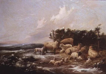 La saison des agnelages