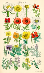 Page d