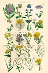 Page d