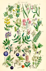 Page d