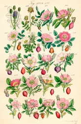 Page d