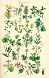 Page d