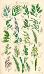 Page d