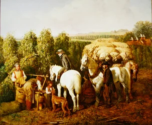 Un jardin de houblon du Kent