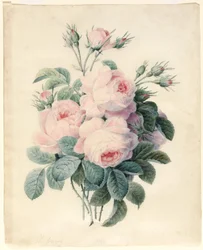 Branche de roses centifolia