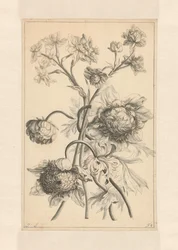 Deux branches avec une pivoine