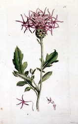Grande Centaurée, d