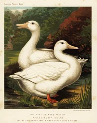 Canards d
