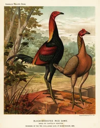 Oiseaux de jeu rouge à poitrine noire
