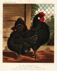 Poule frisée noire, coq et poule
