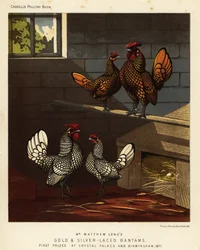 Bantam doré et bantam argenté, coq et poule