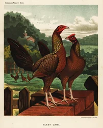 Oiseaux de jeu hennie