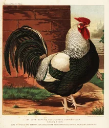 Coq Dorking à crête rose