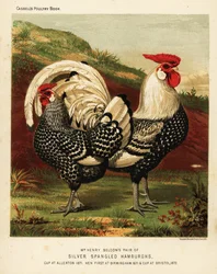 Coq et poule Hambourg argentés