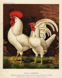 Leghorns blancs ou Livorno coq et poule
