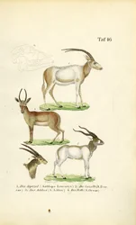 Espèces d