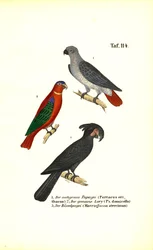 Perroquet gris d