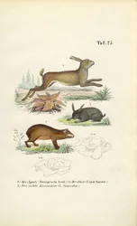 Agouti, lièvre et lapin