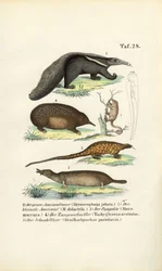 Fourmiliers et autres mammifères insectivores