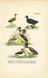 Oiseaux aquatiques avec Jacana, Foulque macroule, Grèbe huppé et Plongeon catmarin