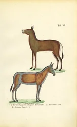 Chevaux sauvages d