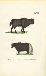 Aurochs et Yak