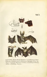 Espèces de chauves-souris et leur anatomie