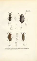 Anatomie des coléoptères