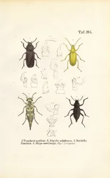 Coléoptères de la famille des ténébrions