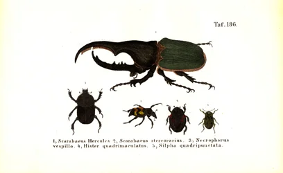 Coléoptères des familles Scarabaeidae et Silphidae