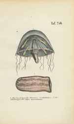 Méduses cloches et méduses barils