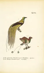 Oiseaux de paradis de Nouvelle-Guinée