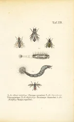 Mouches piqueuses et suceuses de sang