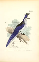 Geai à huppe bleue
