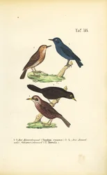 Grive bleue et merle noir