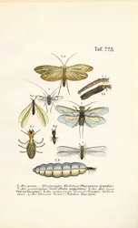 Les phryganes, les mouches de pierre et les termites avec leurs stades de développement