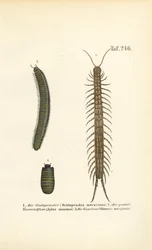 Centipèdes, mille-pattes et cloportes
