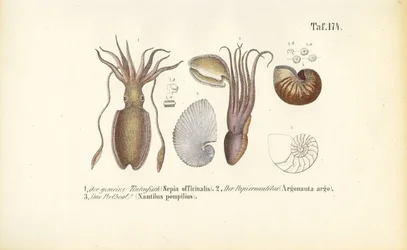 Céphalopodes : Seiche, Nautilus à papier et Nautilus chambré