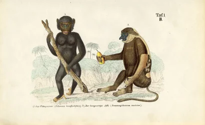 Chimpanzé et singe à lunettes