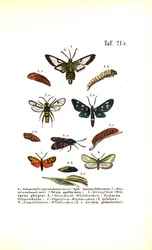 Les papillons de nuit et autres espèces de papillons de nuit avec leurs stades de développement
