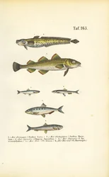 Poissons commerciaux des familles du cabillaud et du hareng