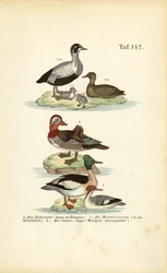 Eider à duvet, canard mandarin et harle bièvre
