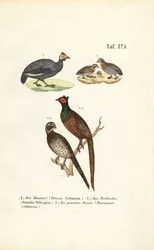 Caille commune, pintade à tête rousse et faisan commun