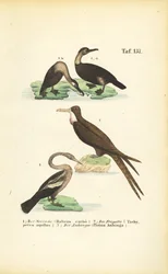 Cormoran, frégate et anhinga