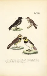 Différentes espèces d