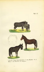 Âne domestique, mulet et hinny